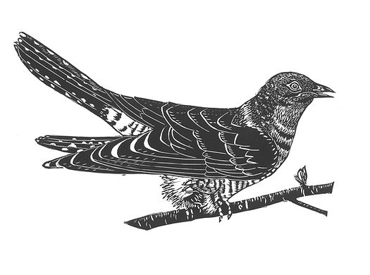 Cuckoo (2).jpg