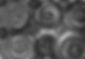 spiral bw.jpeg