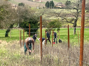 21 février : suivi palissage, attachage...