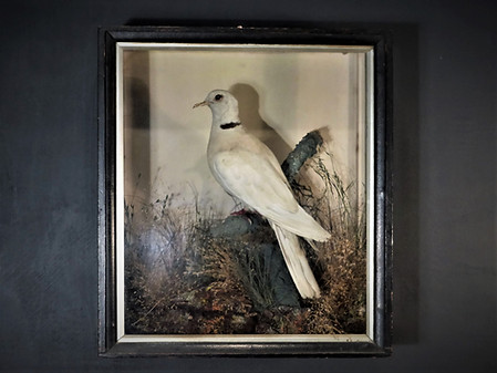White Dove