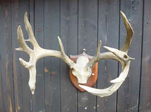 White Tail Deer