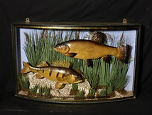 Perch & Tench