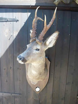 Roe Deer