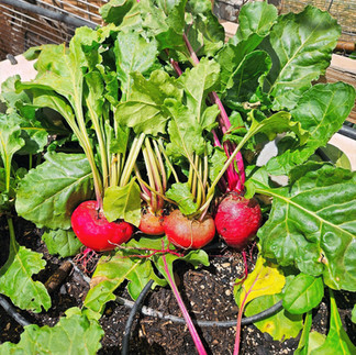 Vibrant red radishes with crisp green tops growing in the seasonal property garden at Lee's Ferry Lodge.