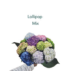 HYDRANGEAASSORTEDLOLLIPOP.jpg