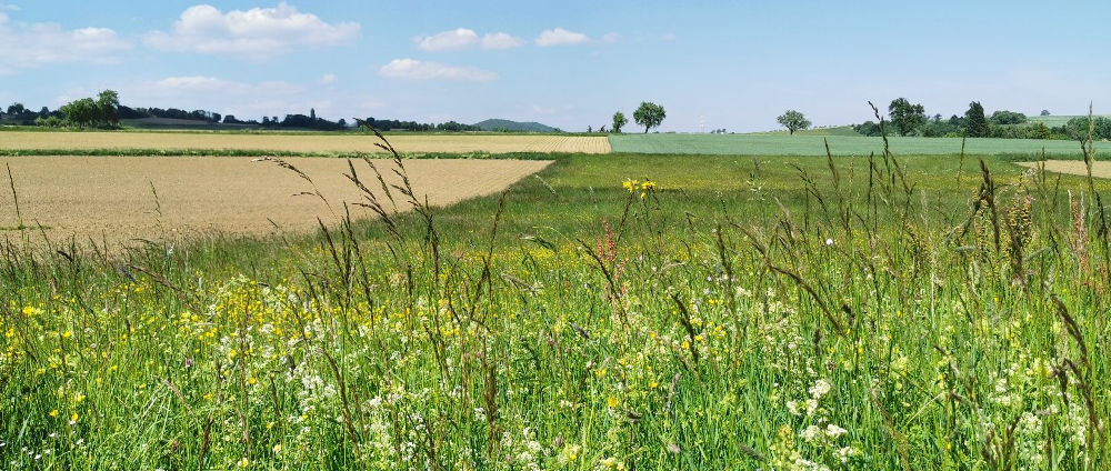 Entre Meuse et Rhin