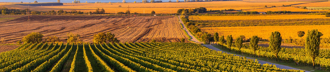 Vignobles du monde : la surprise morave
