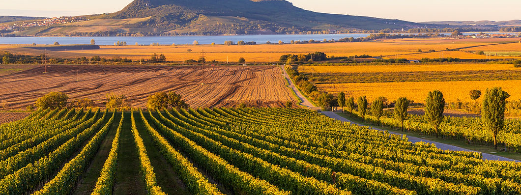 Vignobles du monde : la surprise morave