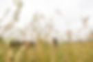 BBGrassfed.TLD.CMM-29.jpg