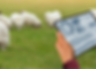Invest-in-Livestock-in-Pakistan.png