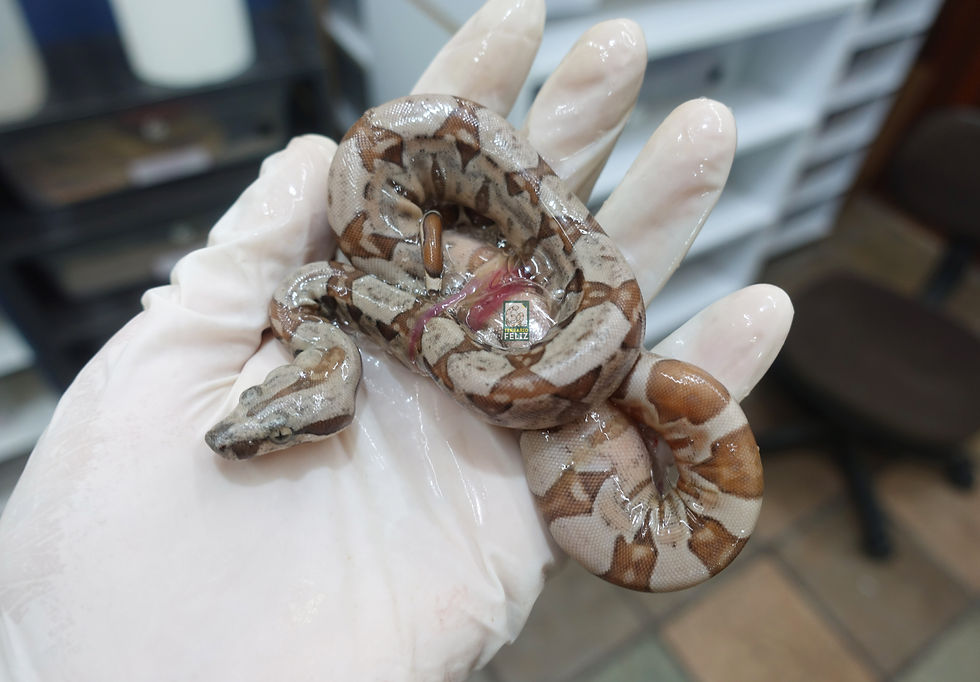 ¡Vamos a ver qué tal están después de mudar!