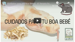 Cuidados que necesita una Boa en cautividad