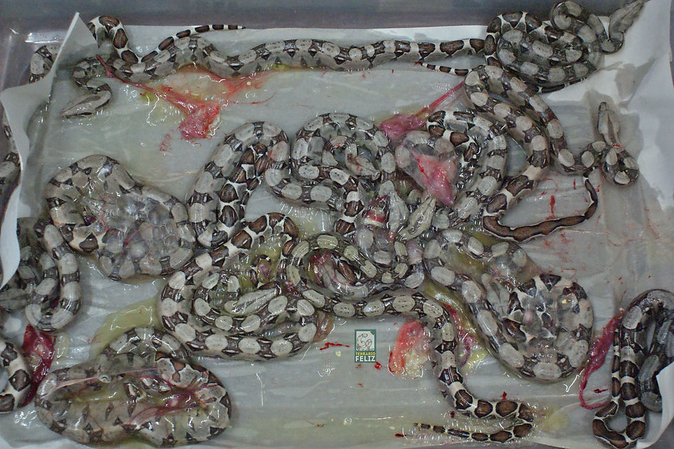 Sanas, de buen tamaño y muy activas.