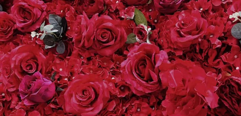 Red rose wall, floral backdrop