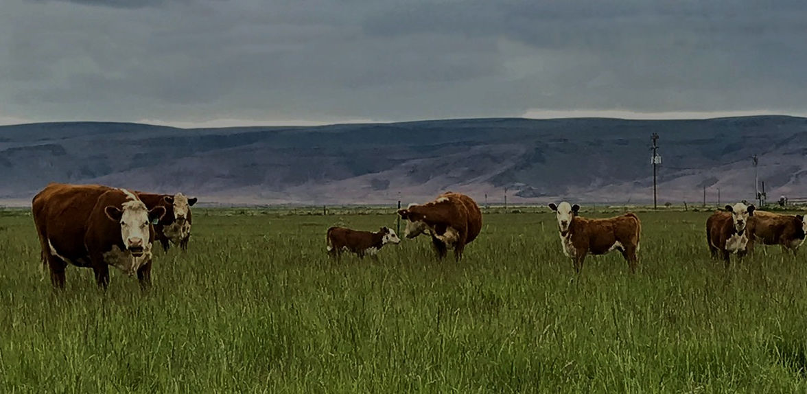 Pasture Grass - Gem State Seed - Idaho