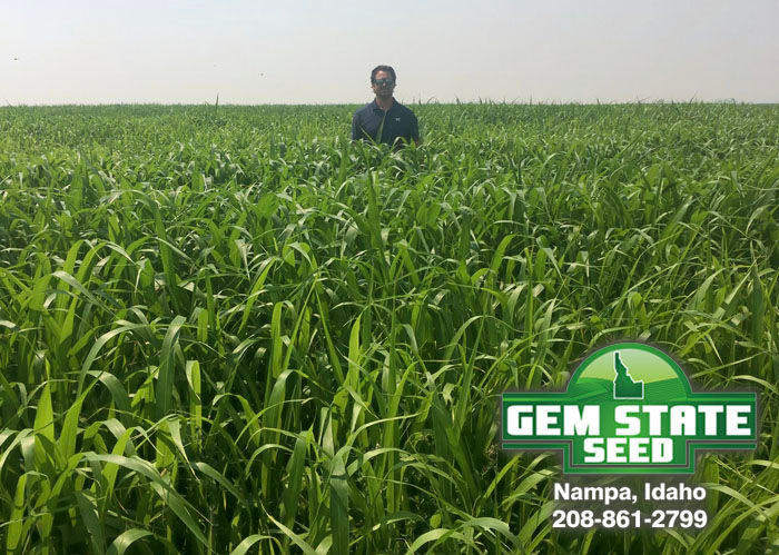 Alfalfa-Forage-Seeds-Idaho-Gem State Seed