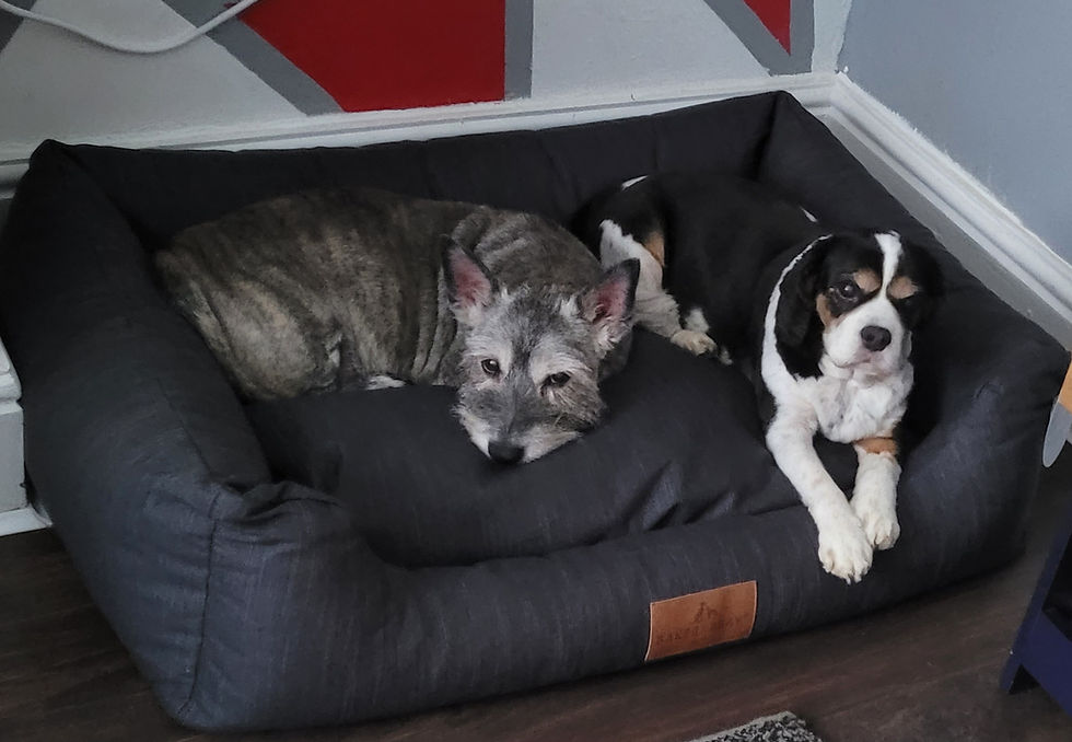 Eco-Friendly Orthopaedic Dog Bed UK: Luxury Comfort Meets Sustainable Design