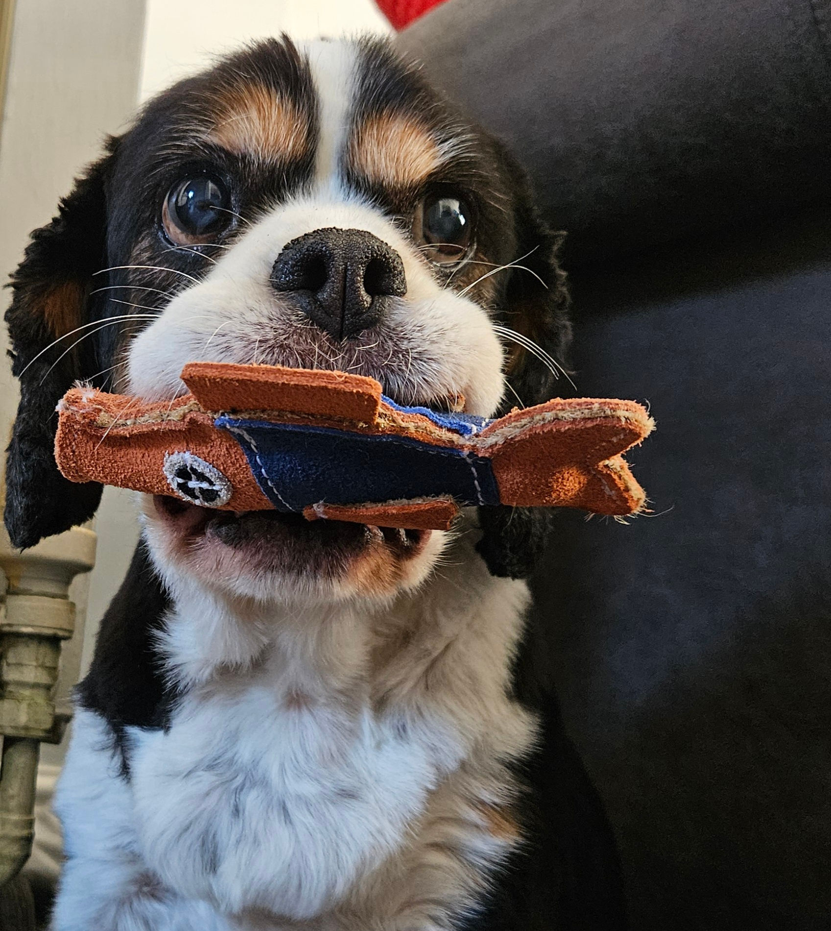 Eco friendly dog toy