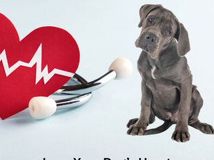 Ensuring Your Dog's Heart Health: A Comprehensive Guide