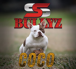 coco ss bullyz.jpg