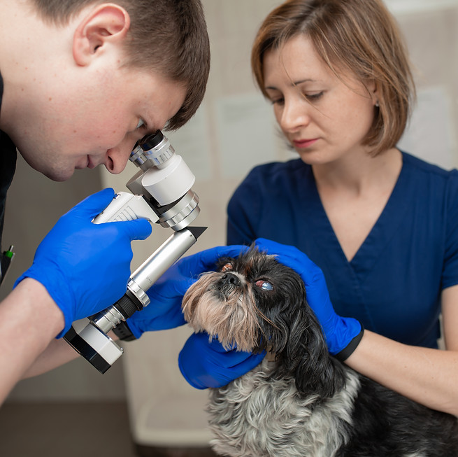 veterinary-ophthalmologist-makes-medical-procedure-examines-eyes-dog-with-injured-eye