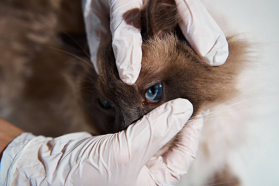 Ophthalmologist assessing eyes of a dog in London