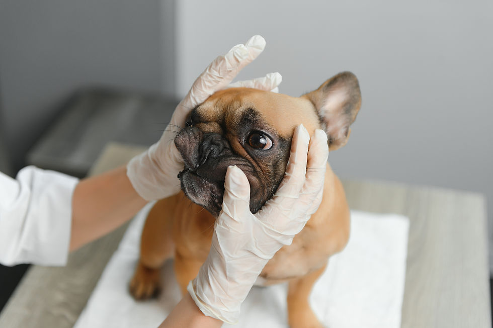 Dog in London receiving treatment for cherry eye