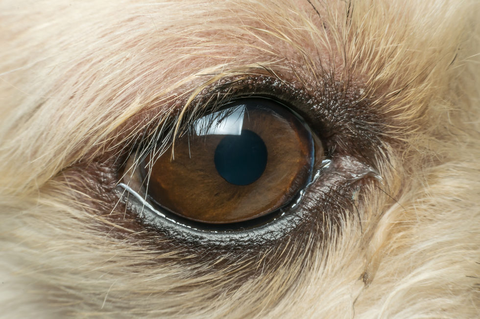 Dog in London with corneal ulcers