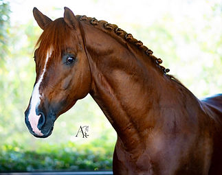 Neil (Governor x Vivaldi) - Stallion at Stud - Brass Stallions.jpg.jpeg