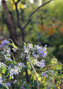 FlowerCloseUp