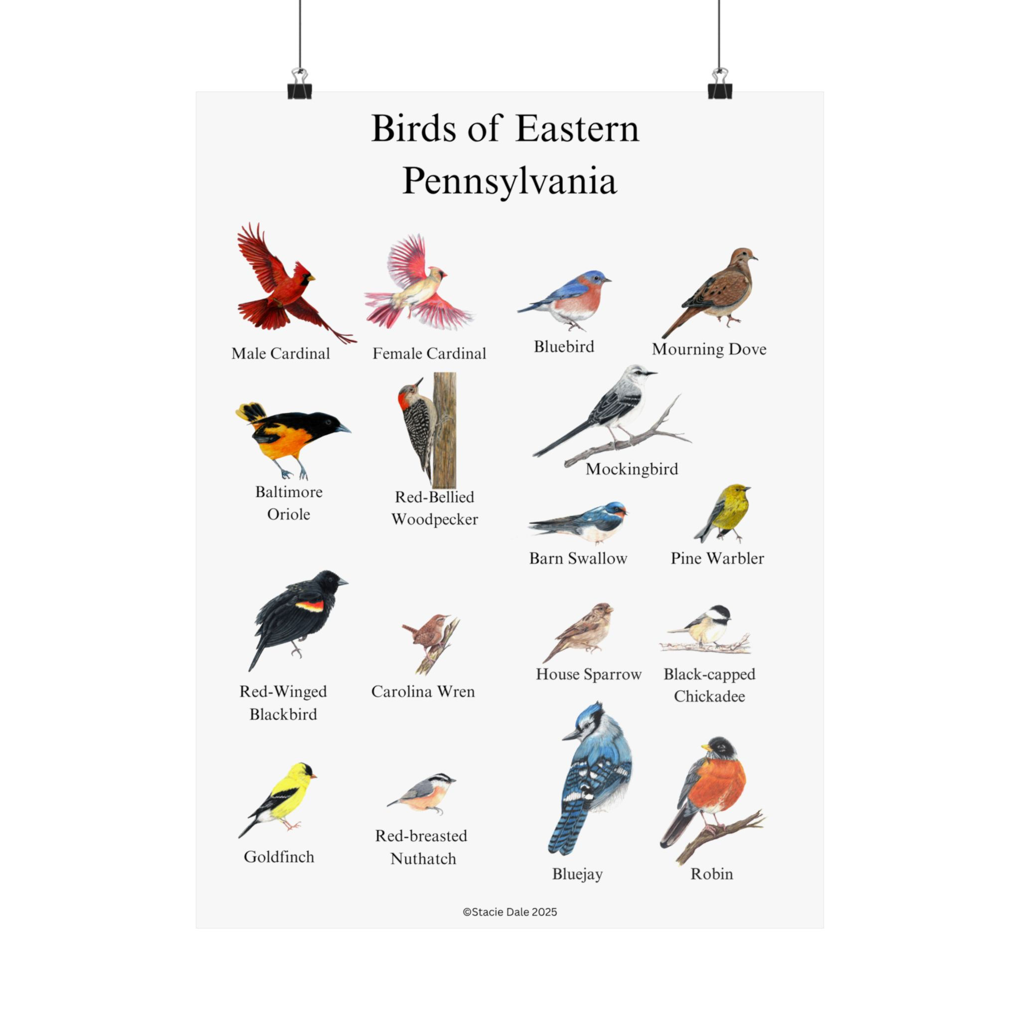 Birds of Eastern Pennsylvania Poster, Educational Art Print for Bird Lovers