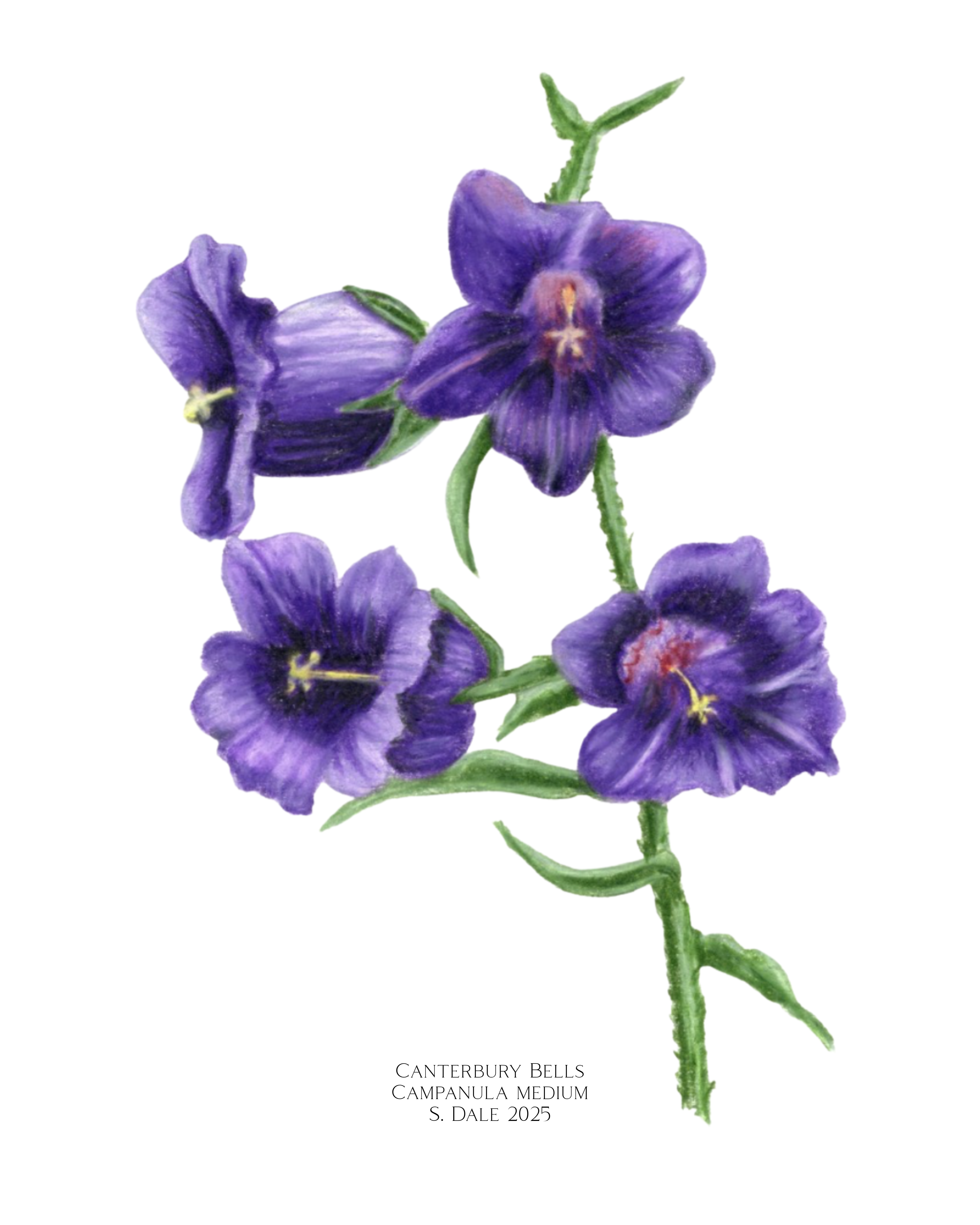 Wholesale Canterbury Bells Archival Print