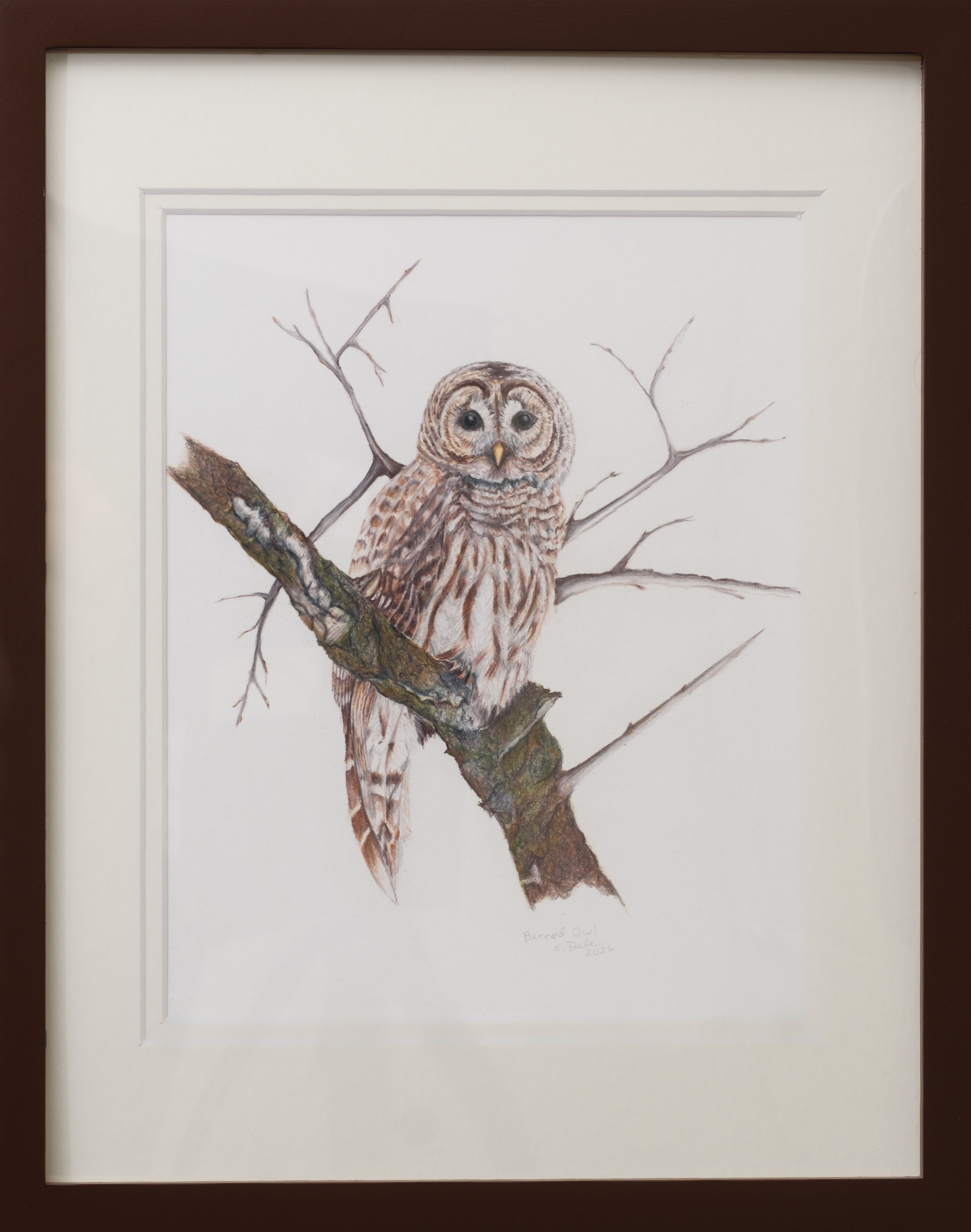 Original Artwork of Barred Owl Archival Print