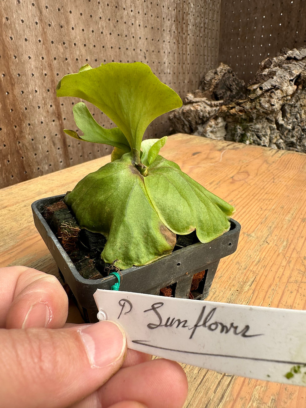 サムネイル： P.ridleyi 'San Flower' sporeling ①