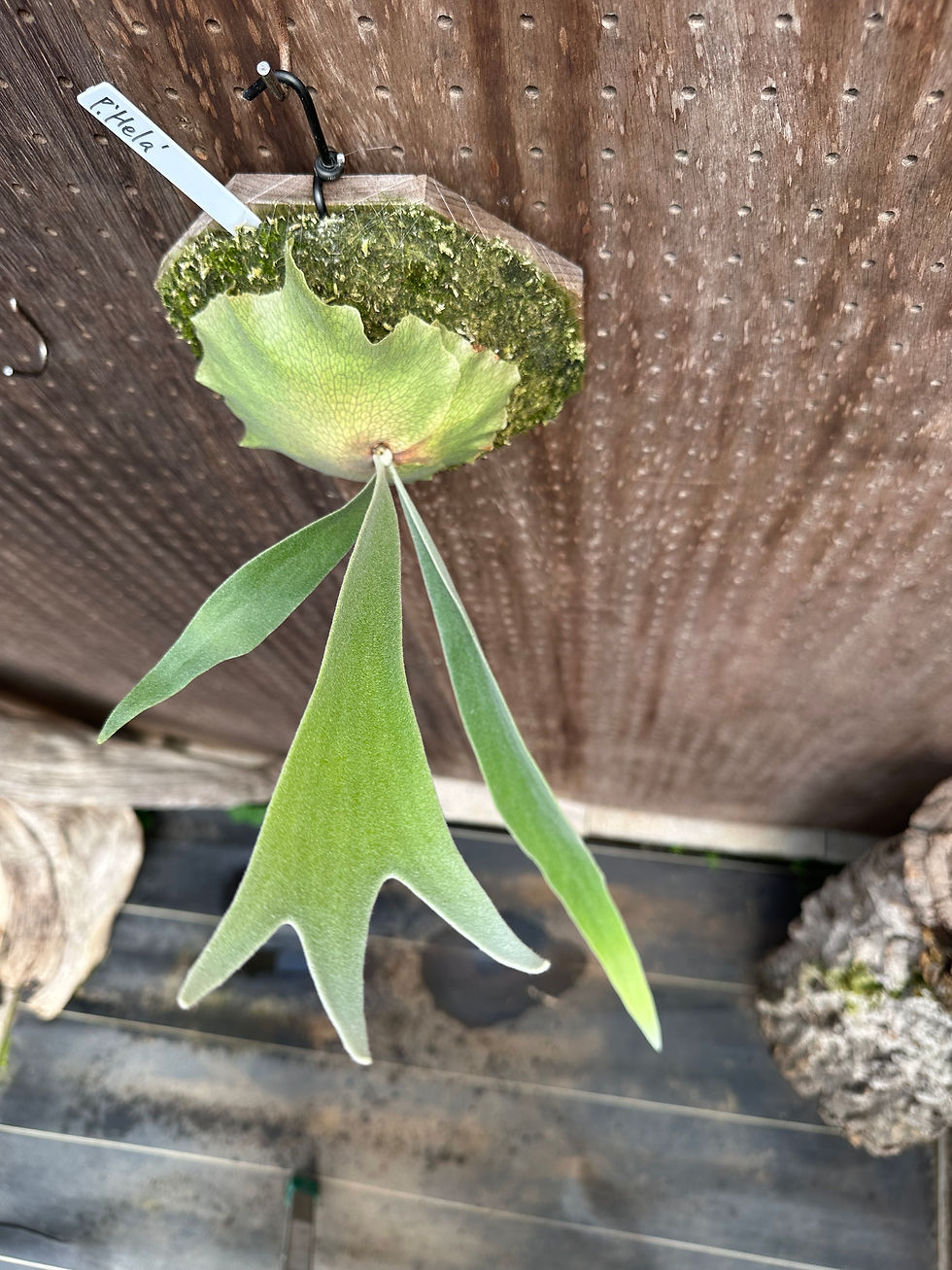 サムネイル： P.'Hela' ①