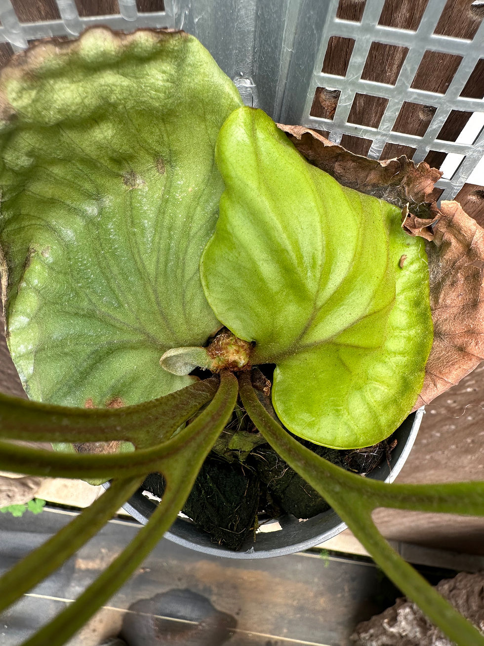 サムネイル： P.ridleyi 'Pakarang' sporeling ①