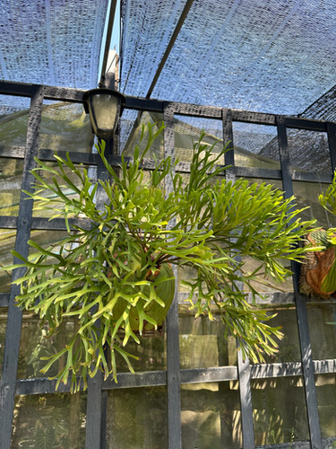 P.ridleyi 'Pakarang' sporeling ③ | groote plantage