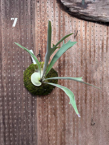 P.veitchii wild | groote plantage