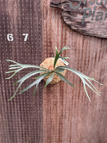 P.willnckii'Moonlight' sporeling PN thin form select | groote plantage