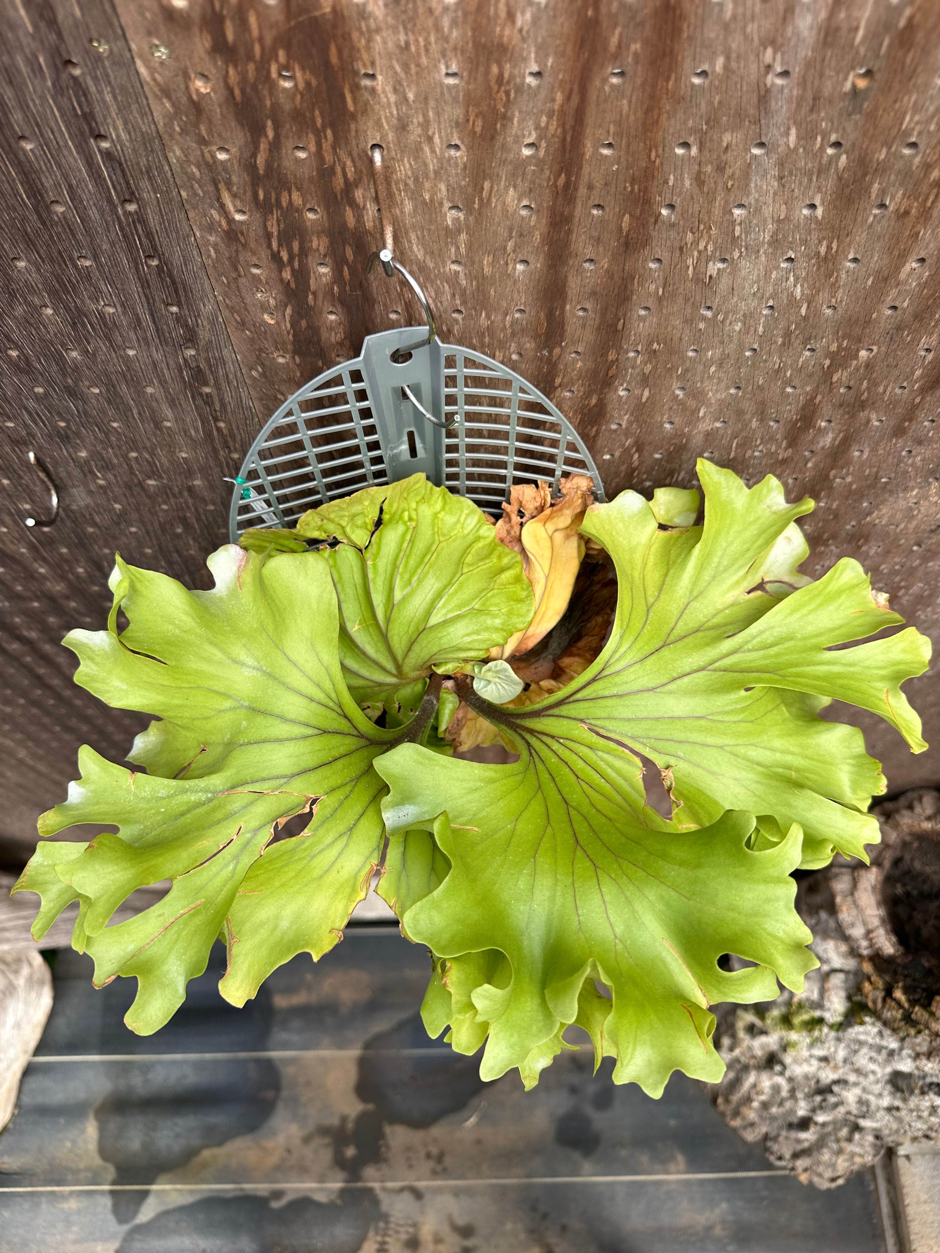 P.ridleyi super wide form