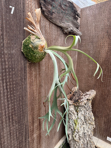 P.willnckii 'JR' ① | groote plantage