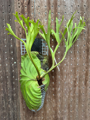 P.ridleyi 'Pakarang' sporeling ③ | groote plantage