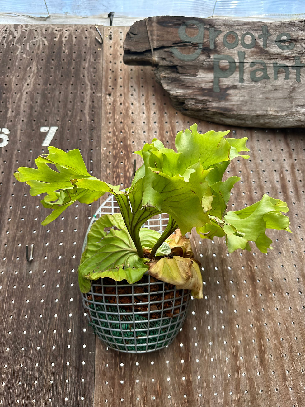 サムネイル： P.ridleyi super wide form