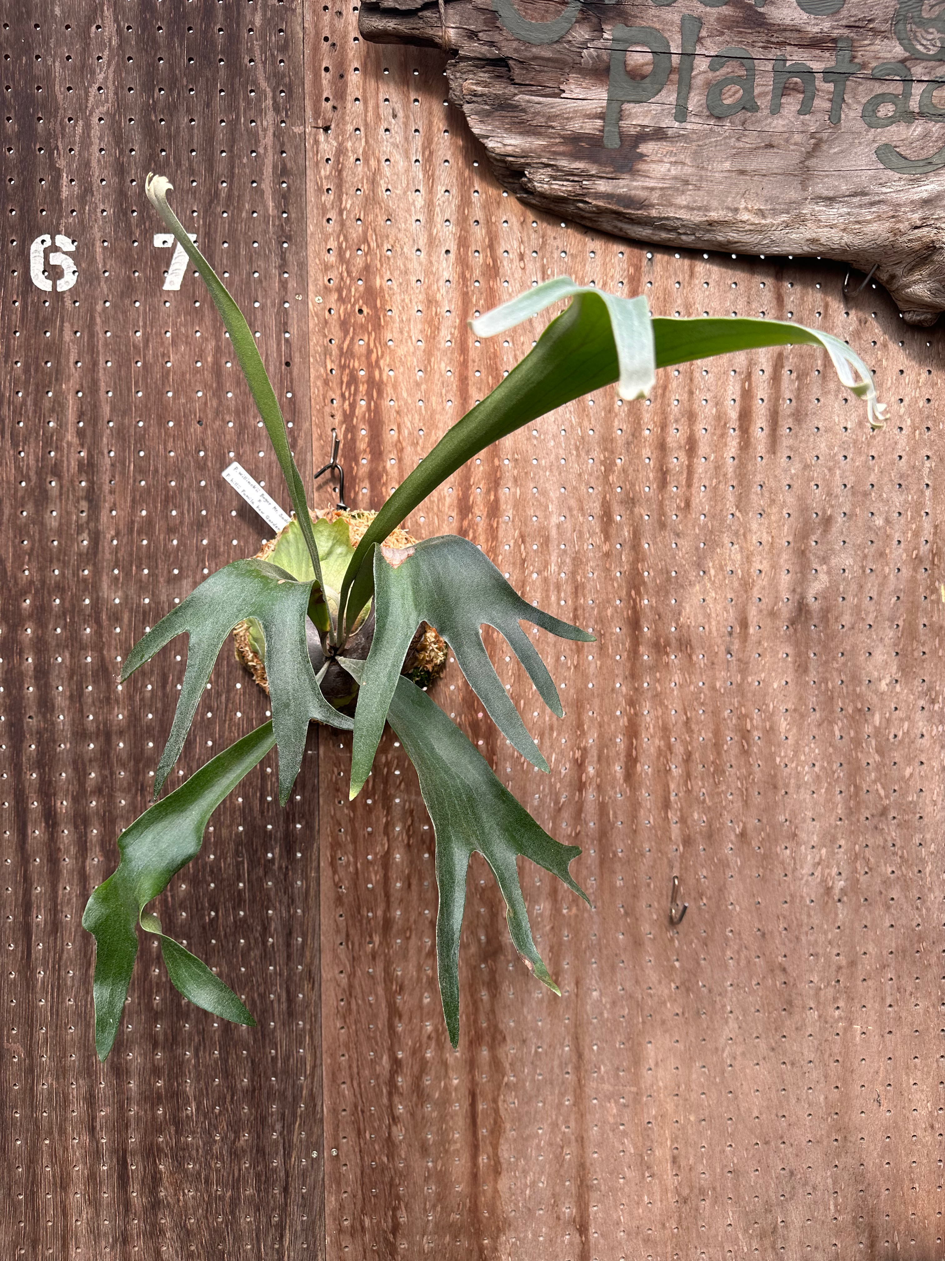 P.willinckii Bogor Mr.Suddan×P.hillii pumila Kew Garden#1 ①