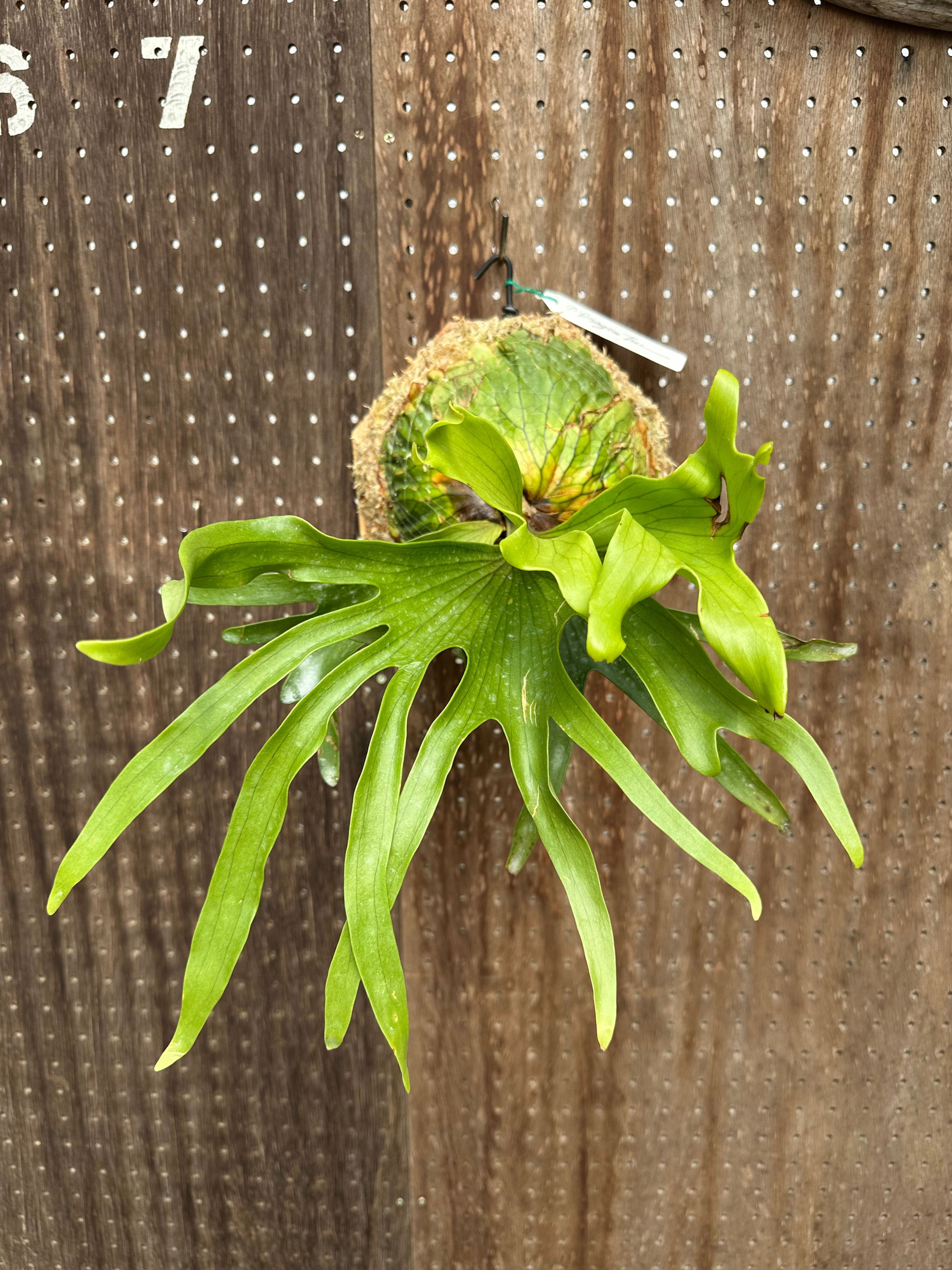 P.coronarium 'Dragon tree' ①