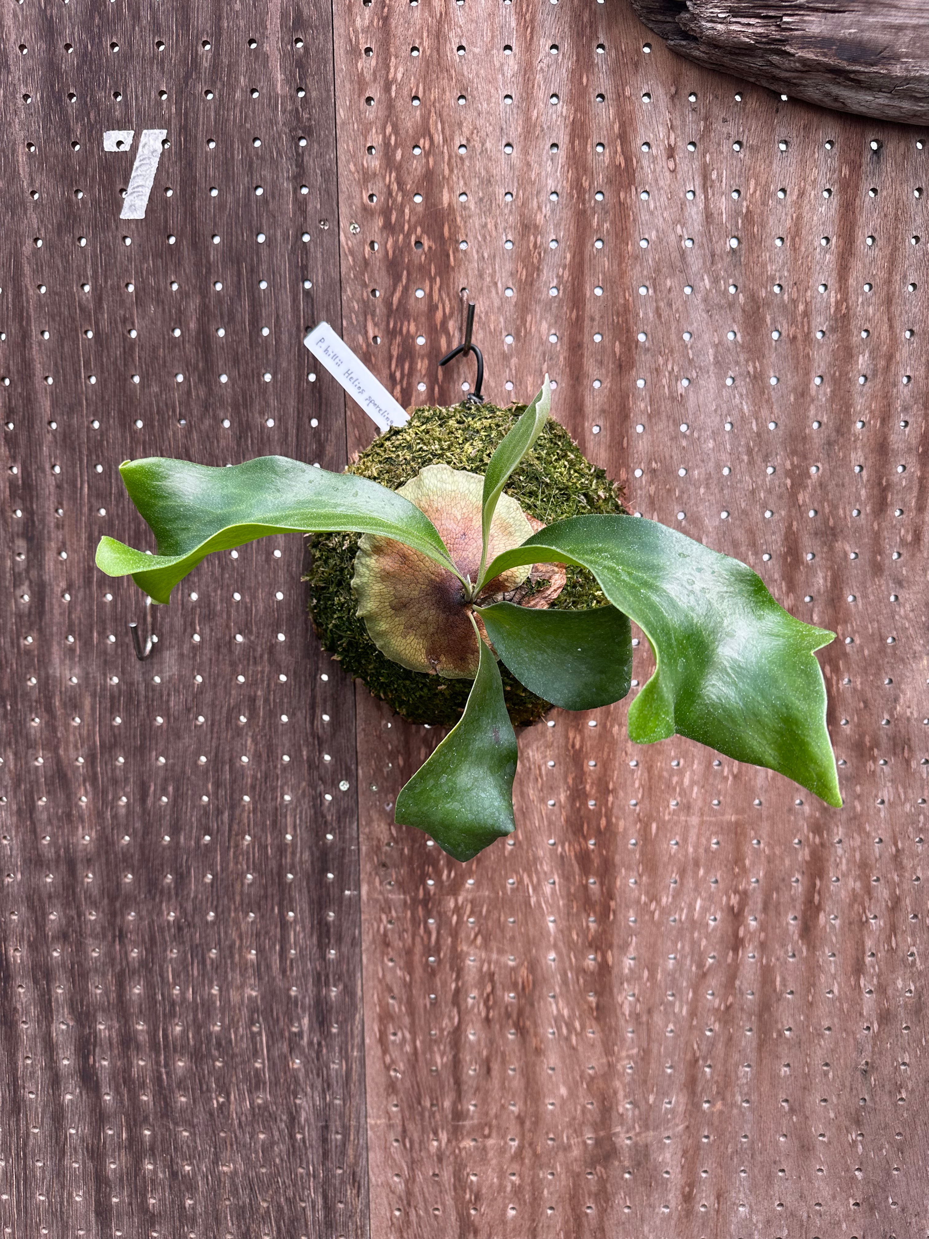 P.hillii 'Helios' sporeling ①