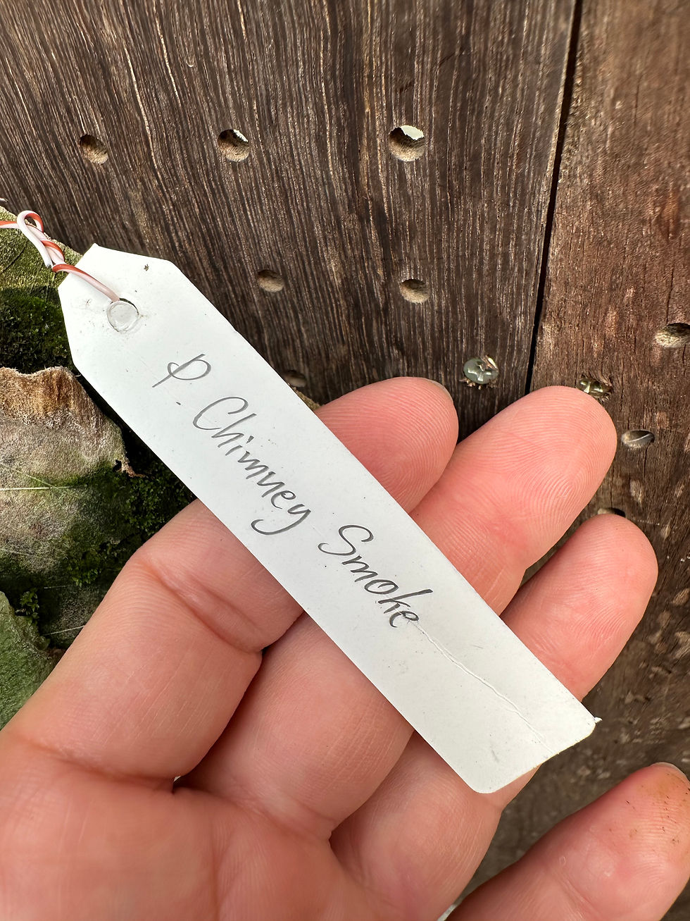 サムネイル： P. 'Chimney smoke' ②