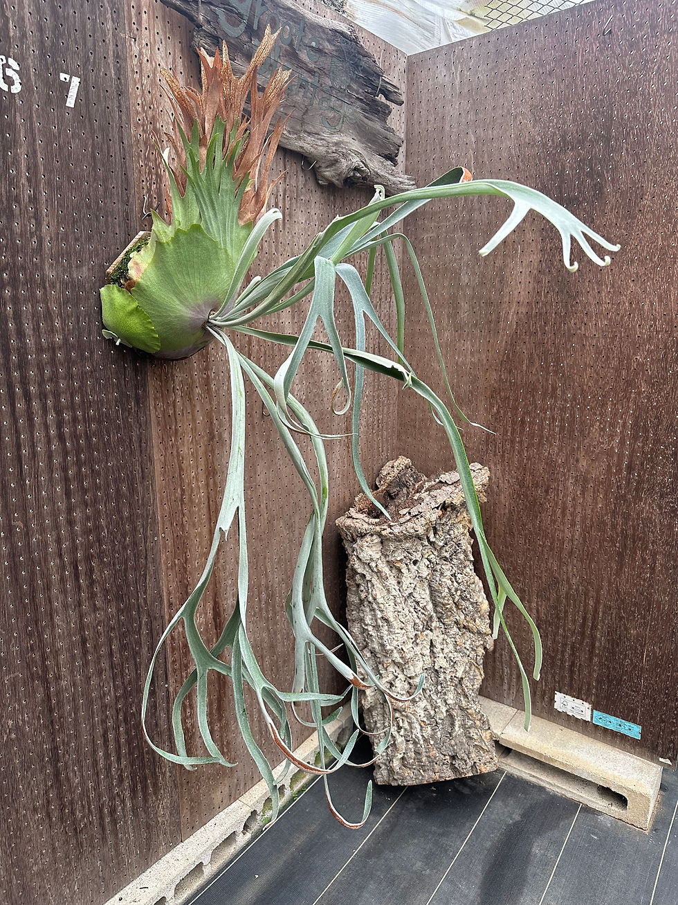 サムネイル： P.'Hela' ②