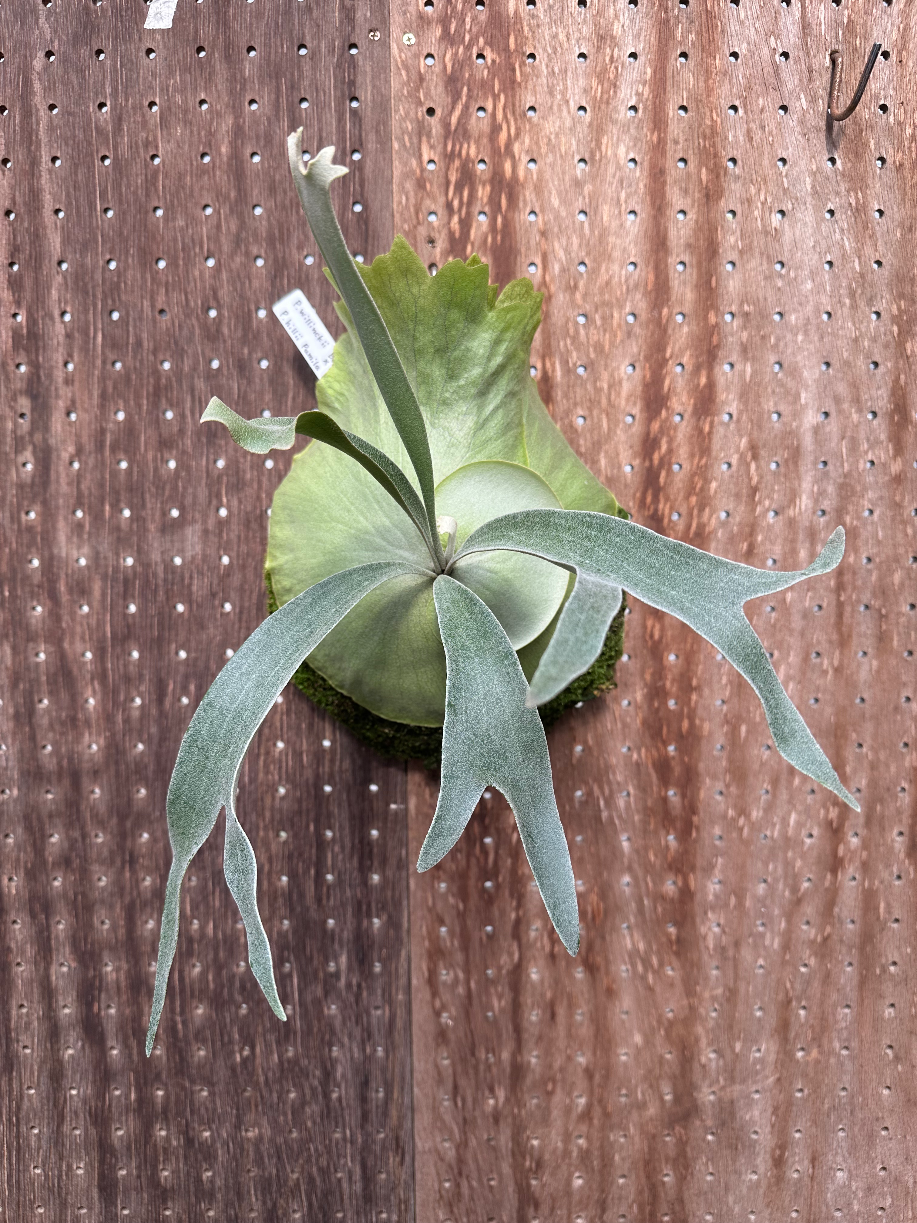 P.willinckii Bogor Mr.Suddan×P.hillii pumila Kew Garden#2②