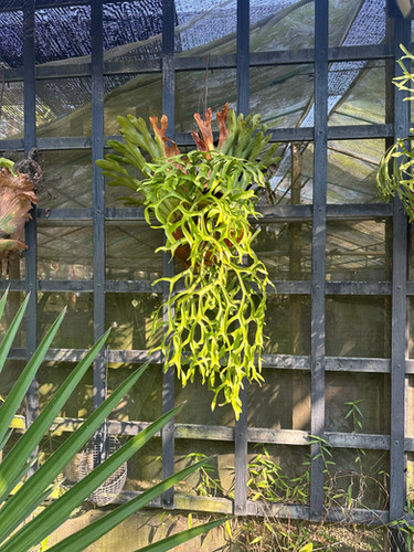ビカクシダ　coronarium dragontree P.coronarium 'Dragon tree' ① | groote plantage
